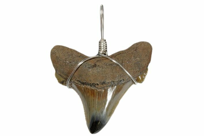 Serrated, Fossil Angustidens Shark Tooth Necklace #173888